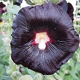 12 unidades o 1 m² Malvarrosa 'Nigra' - Alcea Rosea 'Nigra' Maceta 9x9 cm