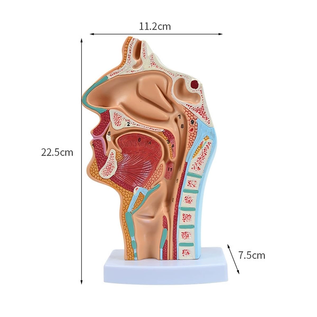 Modèle Anatomique De Cavité Nasale Humaine Gorge 1:1 Taille Réelle Pharynx Larynx Modèle D Anatomie Pour Enseignement En Classe De Science Modèle D Affichage Médical
