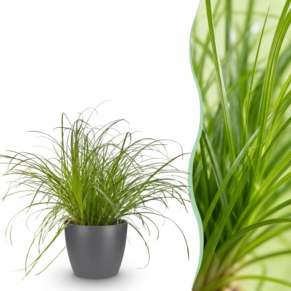 Cyperus alternifolius Zumula - Herbe à chat - Plante pour animaux de compagnie - Vert - avec Potter Grey - 20cm - Ø12cm - Plante d'intérieur - Ensemble complet - Plante avec pot
