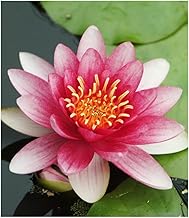 BALDUR Garten Water Lily (Nymphaea) "Red", 1 Plant Water Plants for the Garden Pond