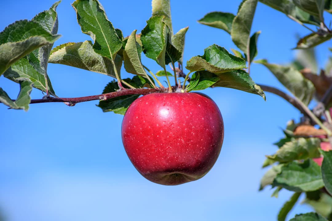 Floral Treasure Rare Hybrid Apple " Snapp " Exotic 10 Fruit Seeds for Growing (B0CV19S6PY) Amazon Price History, Amazon Price Tracker