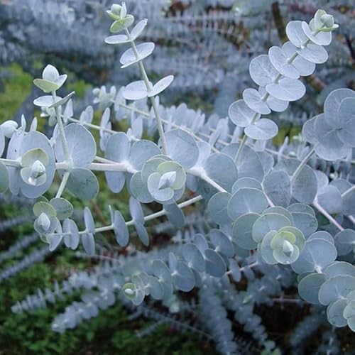 Live Blue Eucalyptus Potted Plant, 4 To 6 Inches Tall Plant #TOP21
