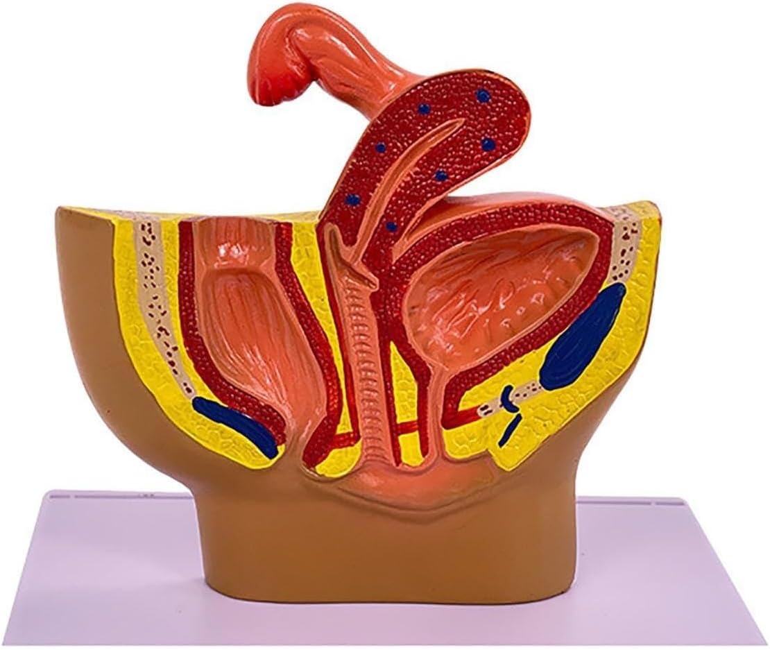 Female Pelvis sagittal Plane Teaching Model, Female Pelvis Model, Human Anatomy Model, Pelvic Anatomy Training aids