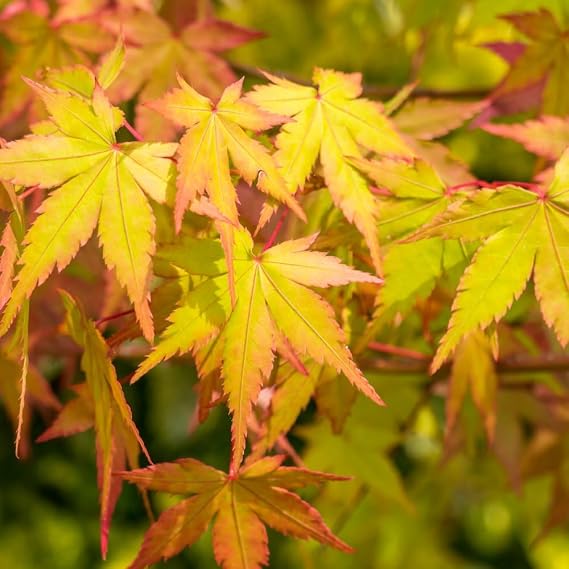 Acer palmatum Japanese Maple Tree | Delicate Foliage | Colour-Changing Beauty | Container or Garden Plant - 2X 3.5 Litre Potted Plant By Thompson & Morgan