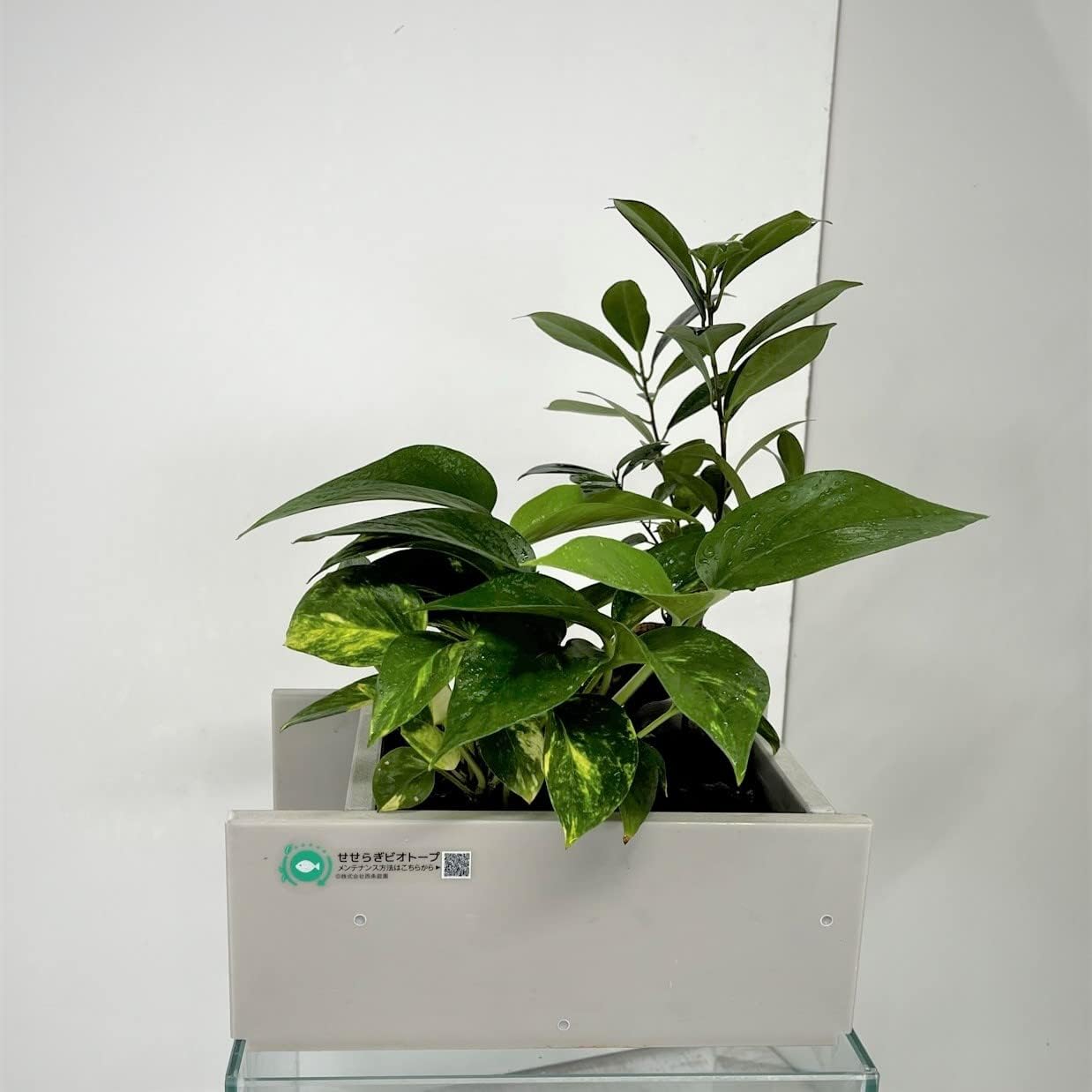 せせらぎビオトープ 水替え不要［水槽セット］25cm型【ｽﾁｰﾙ枠ｾｯﾄ