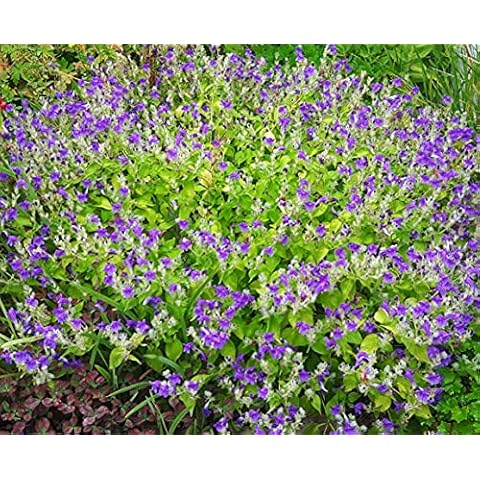 Strobilanthes Attenuata Fantastic Perennial groundcover That Grows in Sun or Shade Good or Poor soils and is Loved by Bees. Comes in 9cm Pot Cover