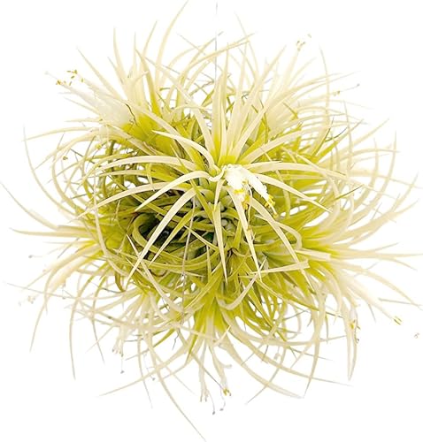 Miniatura 27 de ragnaroc Plantas de aire - Tillandsia Ionantha Rubra, Regular 2-3" - 12ct - Llegada viva garantizada - Plantas de interior para decoración del hogar