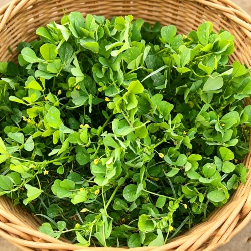 Mixrug 102+pcs Cymbidium Chipilin Flower Seeds for Planting, Organic Chipilin Herbs Seeds Plants, Non-GMO Heirloom Hummingbirds Fragrant Plants for Home Garden Outdoors