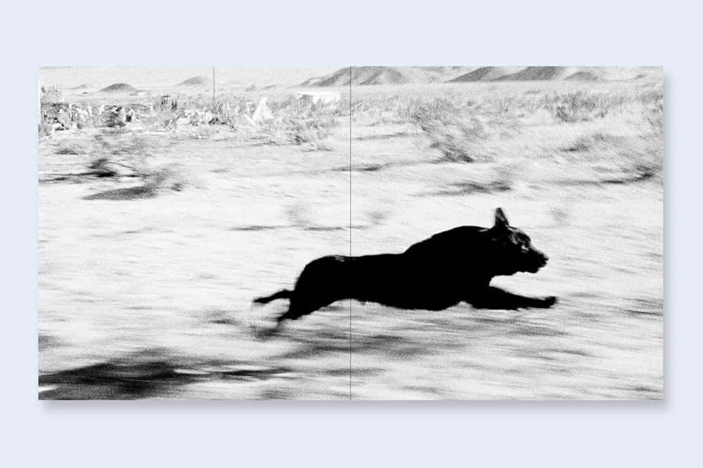 Amazon.com: Dogs Chasing My Car in the Desert: 9781590056103: John