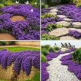 21,000+ Creeping Thyme Seeds - Perennial Flowering Ground Cover for Garden Landscaping - Drought Tolerant, Low Maintenance Heirloom Flower Seeds