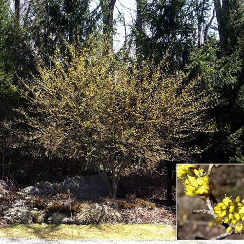 Chuxay Garden Chimonanthus Praecox,Wintersweet,Japanese Allspice 50 Seeds Flowering Plant Deciduous Shrub Up To 4M Striking Landscaping Plant #TOP29