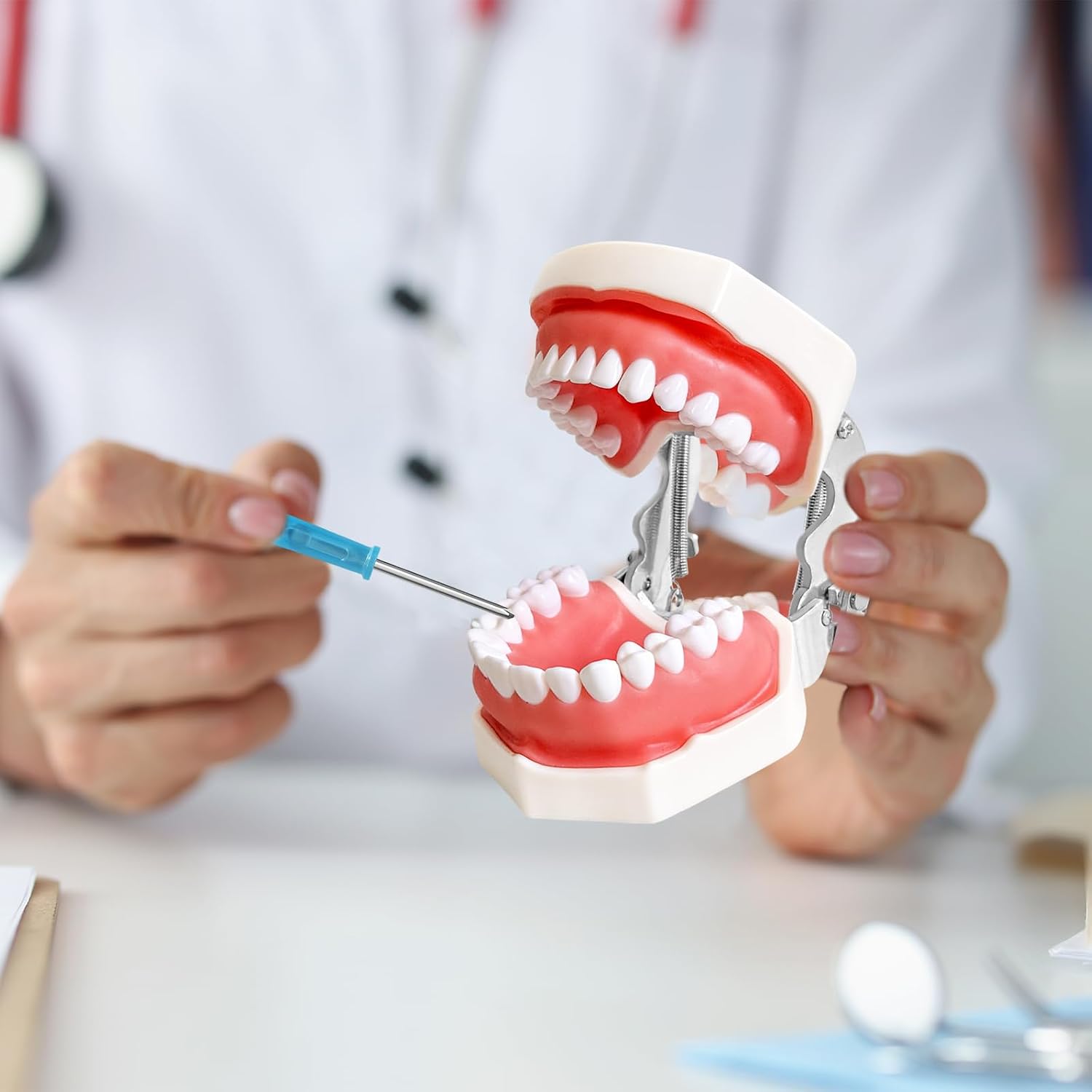 Dental Teaching Model with Training Teeth for Students and Professionals - Detachable Resin Teeth with Soft Gums, Dental Practice Tool with Screwdriver - Ideal for Dental Education, and Demonstrations