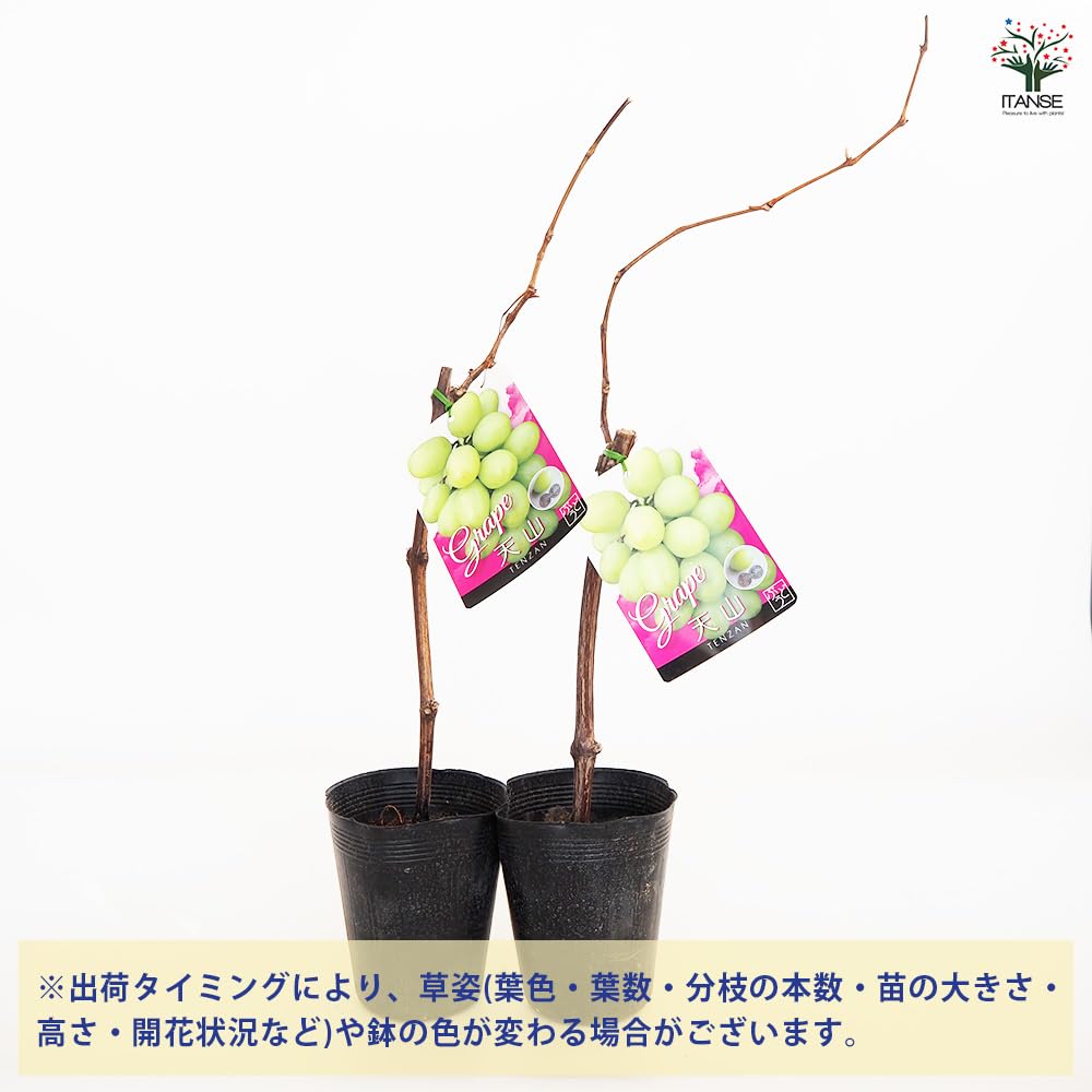 Amazon.co.jp: ITANSE ぶどうの苗木 天山(てんざん) 4～5号 1個