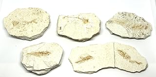 Lanternfish Fossil Lampanyctus Miocene 10 MYO California #16650 6o