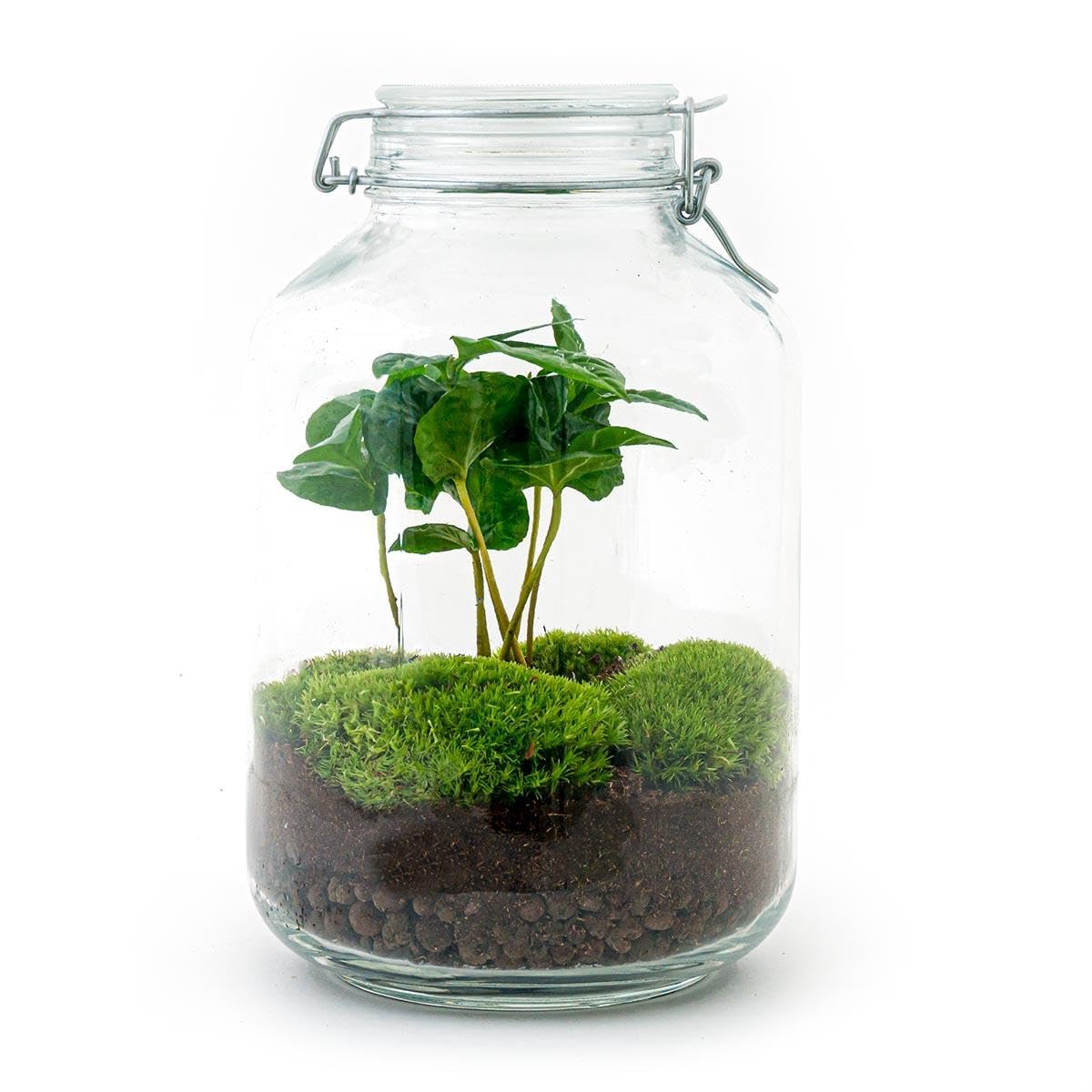 Terrario DIY de Cristal para Decoración, Planta Coffea Arabica, 28 cm