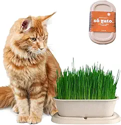 Graminha Orgânica Para Gatos - Petisco 100% Natural - SóGato