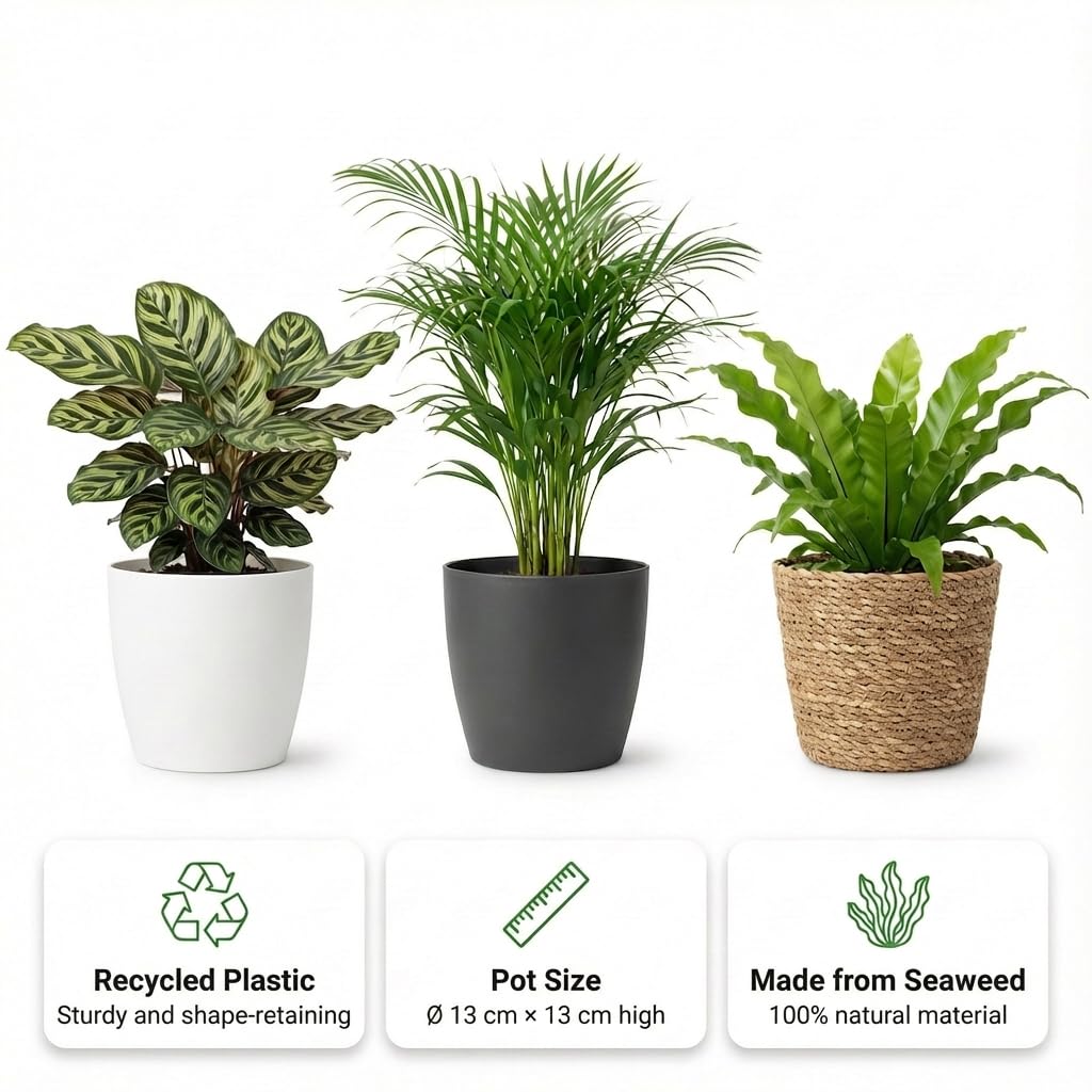 Set Plantes Dépolluantes 6 Pièces avec Pots Décoratifs Anthracite Ø12 cm Hauteur 30-40 cm