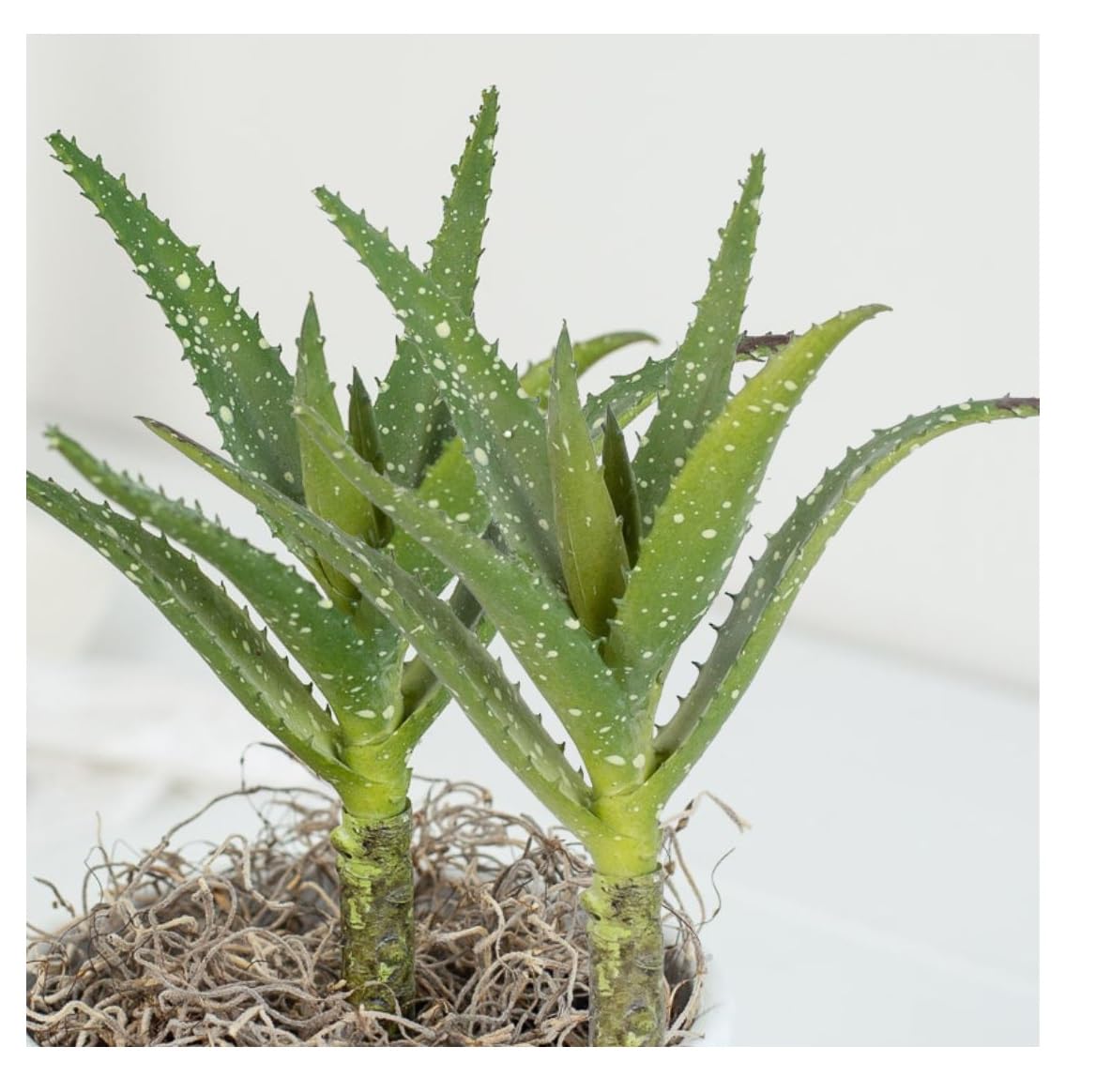 Amazon.com: Factory Direct Craft Artificial Aloe Vera Succulent Stems Set  of 2 - Fake Greenery for Arrangements and Displays (8-1/2 Inches High) :  Home & Kitchen