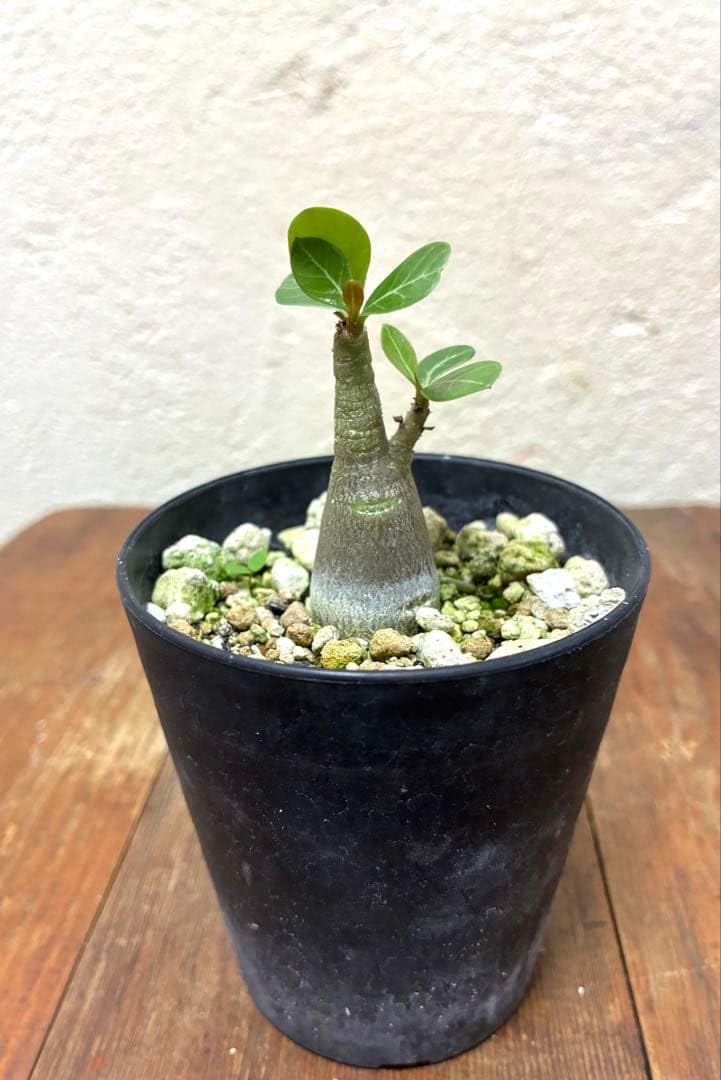 Amazon｜塊根植物 アデニウム アラビカム｜観葉植物 オンライン通販