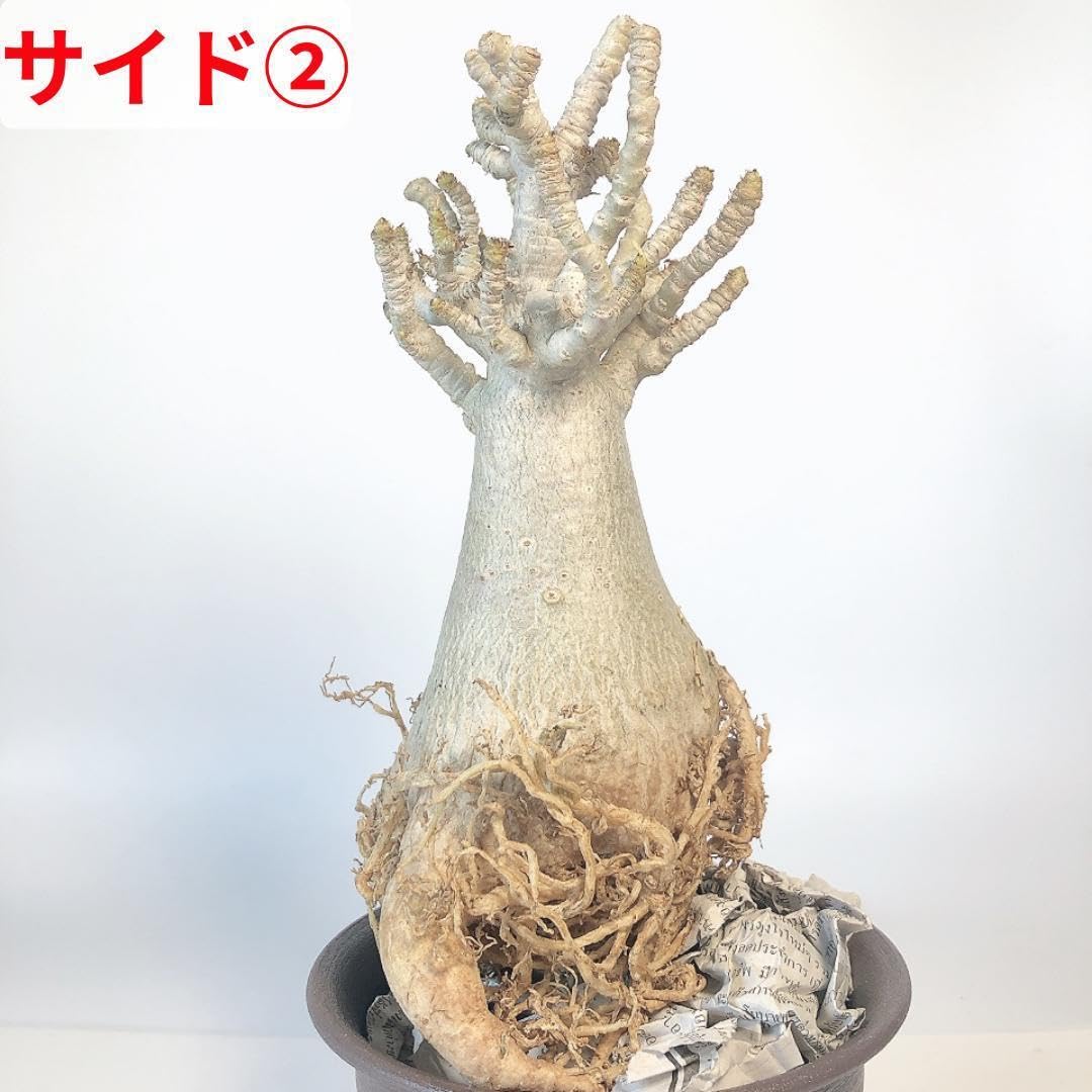 Amazon.co.jp: 22 アデニウム タイ ソコトラナム ドワーフサイズ たこ