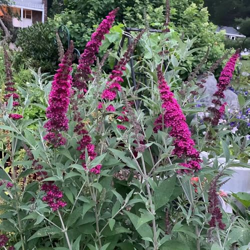 Semi di Buddleja davidii, vecchie varietà arbusti fioriti resistenti da esterno resistenti da balcone decorazione floreale rare semi di come per gli ospiti 125pcs