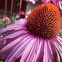 Zaner-Bloser Handwriting; Grade 6; Teacher Edition 0736715223 Book Cover