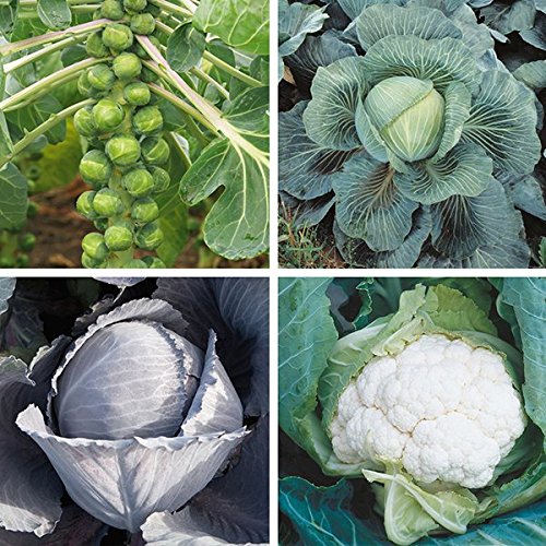 Seedscare India Brussels Sprouts, Cabbage, Cauliflower and Red Cabbage
