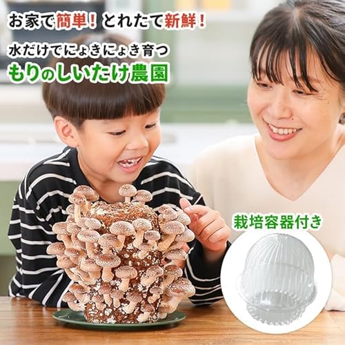 森のきのこ倶楽部 もりのしいたけ農園 栽培キット (しいたけ栽培/家庭菜園/説明書付き) キノコ栽培 しいたけ (自由研究/食育/おうち時間) プレゼント ギフト (f.栽培容器セット) 2枚目