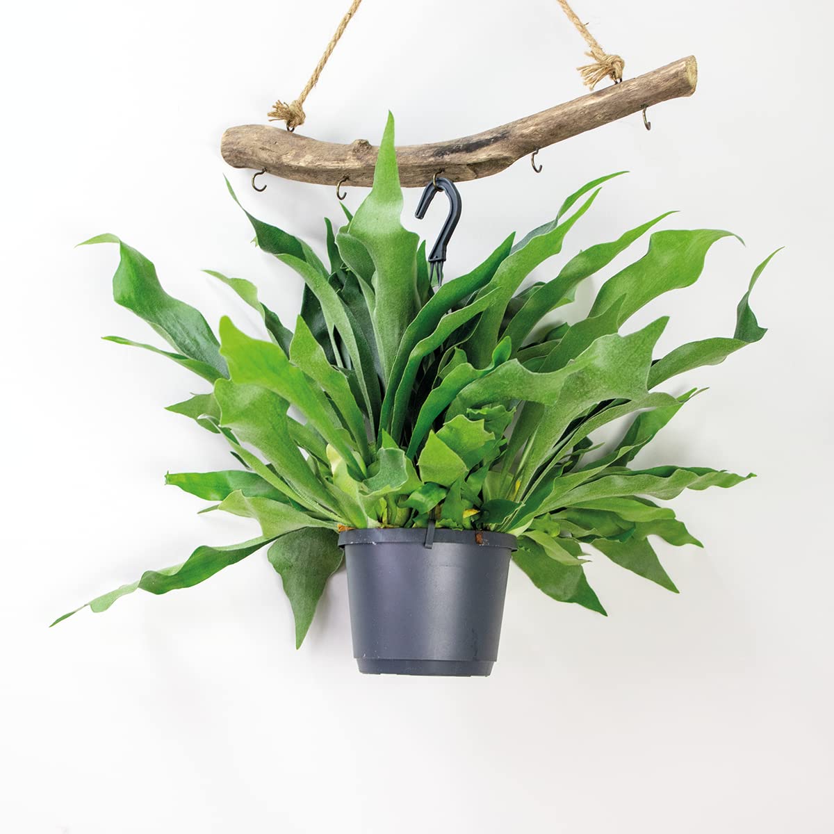 Bloomique - Platycerium bifurcatum - Helecho cuerno de alce - Plantas de interior - Colgantes - Apta para mascotas - Purificadora del aire - Altura 30-40 cm - Maceta colgante 17 cm