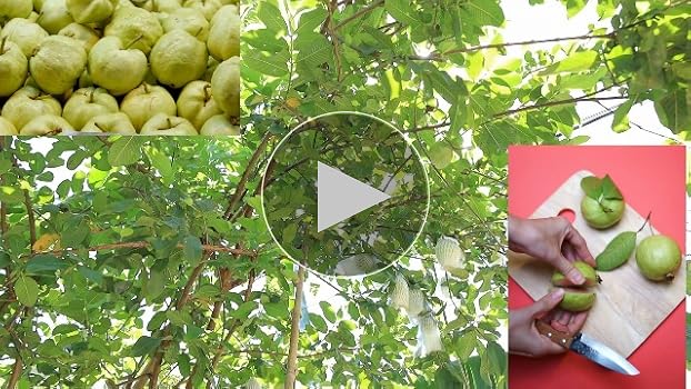 Amazon.com: Planta viva de árbol de guayaba fragante, bien