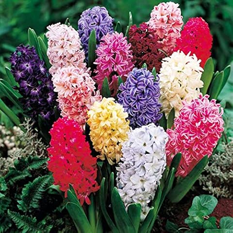 Garthwaite Nurseries Mixed Colour Hyacinth Bulbs Cover