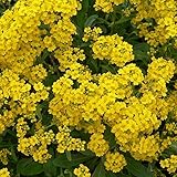 6 x Steinkraut 'Berggold' - Alyssum Montanum 'Berggold' Topf 9x9cm: Gelber Bodendecker mit goldener Ausstrahlung.