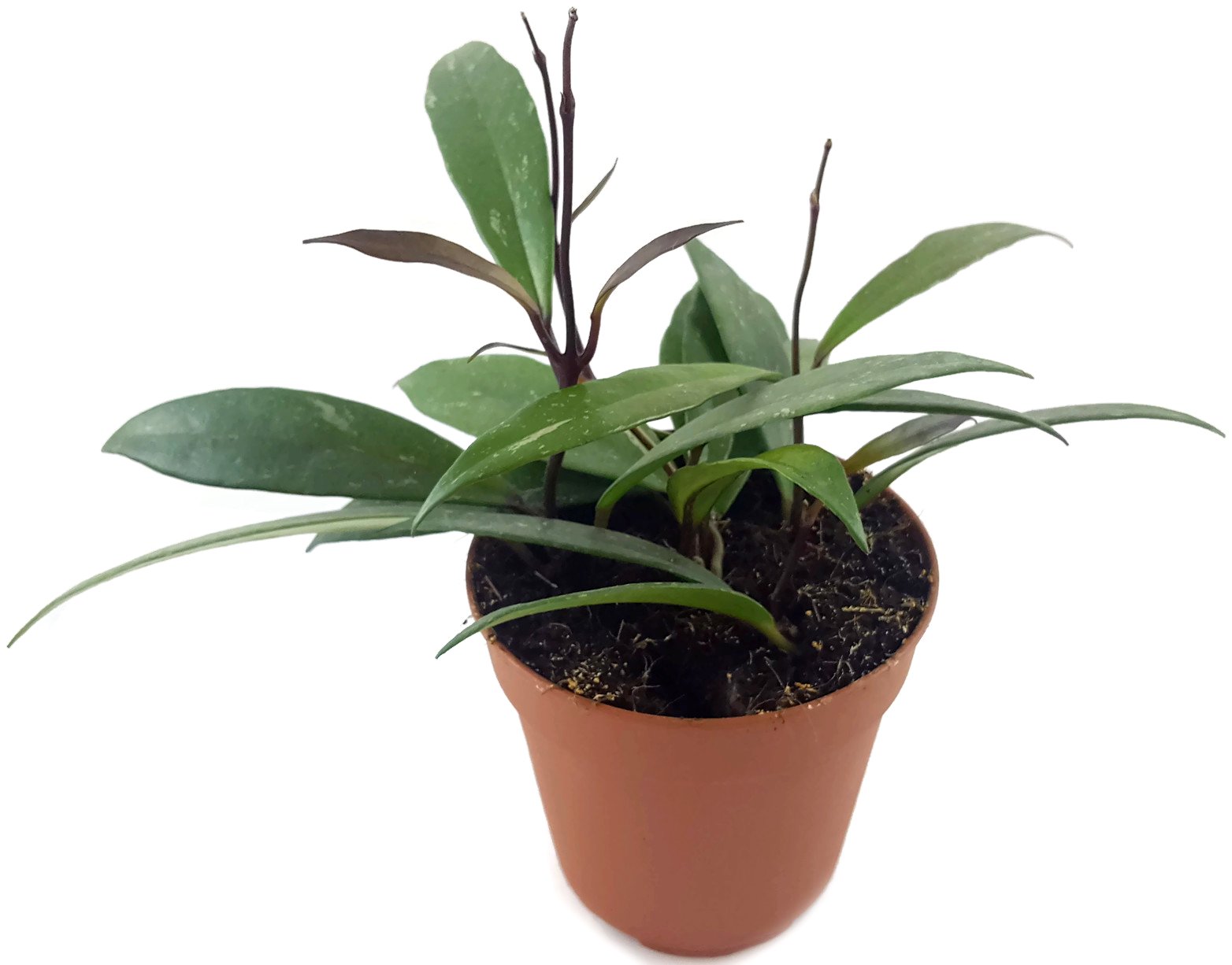 Hoya pubicalyx - wunderschöne hängende Zimmerpflanze ebenso Wachsblume oder Porzellanblume genannt - pflegeleichte Pflanze für das Wohnzimmer mit fantastischen Blüten