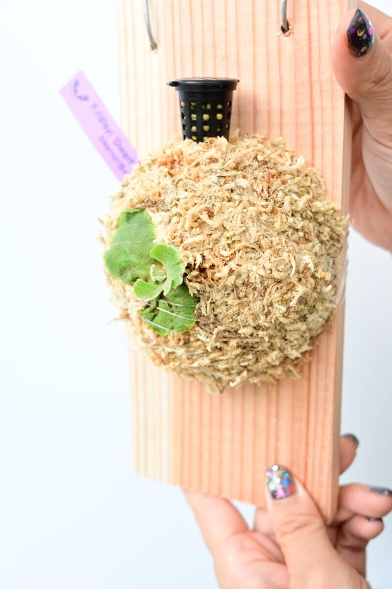 Amazon.co.jp: P.ridleyi 'Dwarf Silvery' spored② @ビカ森wife