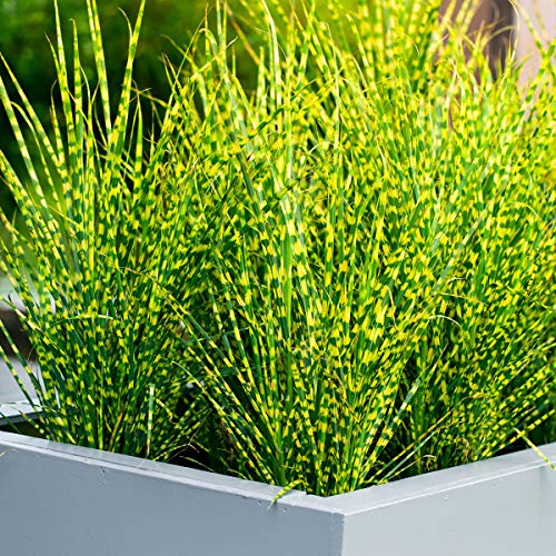 Preisvergleich Produktbild Anitra Perkins - 100 Stück Buntes Tigergras Samen schnell Wachsen Ziergras / exotische pflanzen Zebragras Garten Pflanzen Saatgut winterhart mehrjährig (100)
