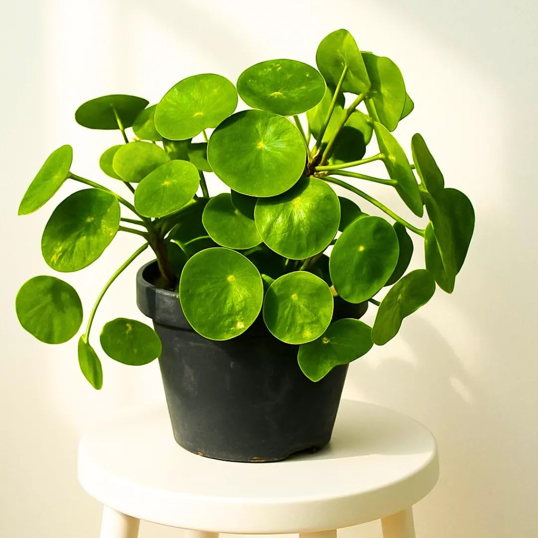 Chinese Money Plant - Air Purifying & Lucky Pilea -1