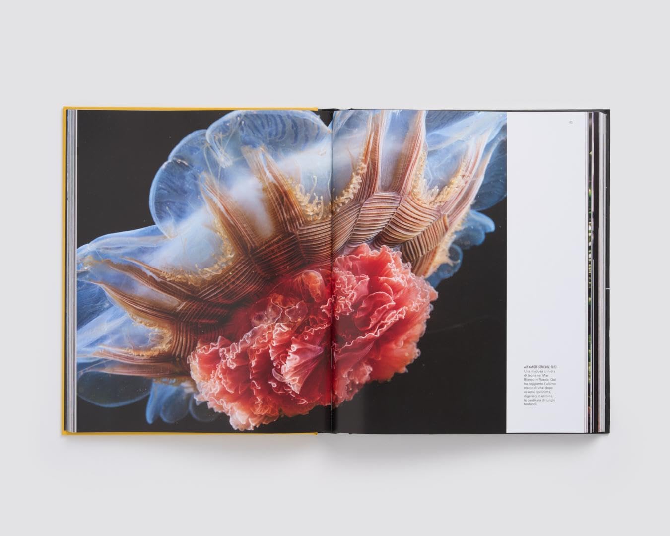 Le grandi fotografie di National Geographic. Ediz. a colori
