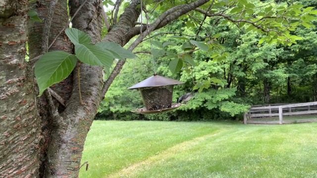 Amazon.com : Samhe Bird Feeder for Outdoor, Rainproof