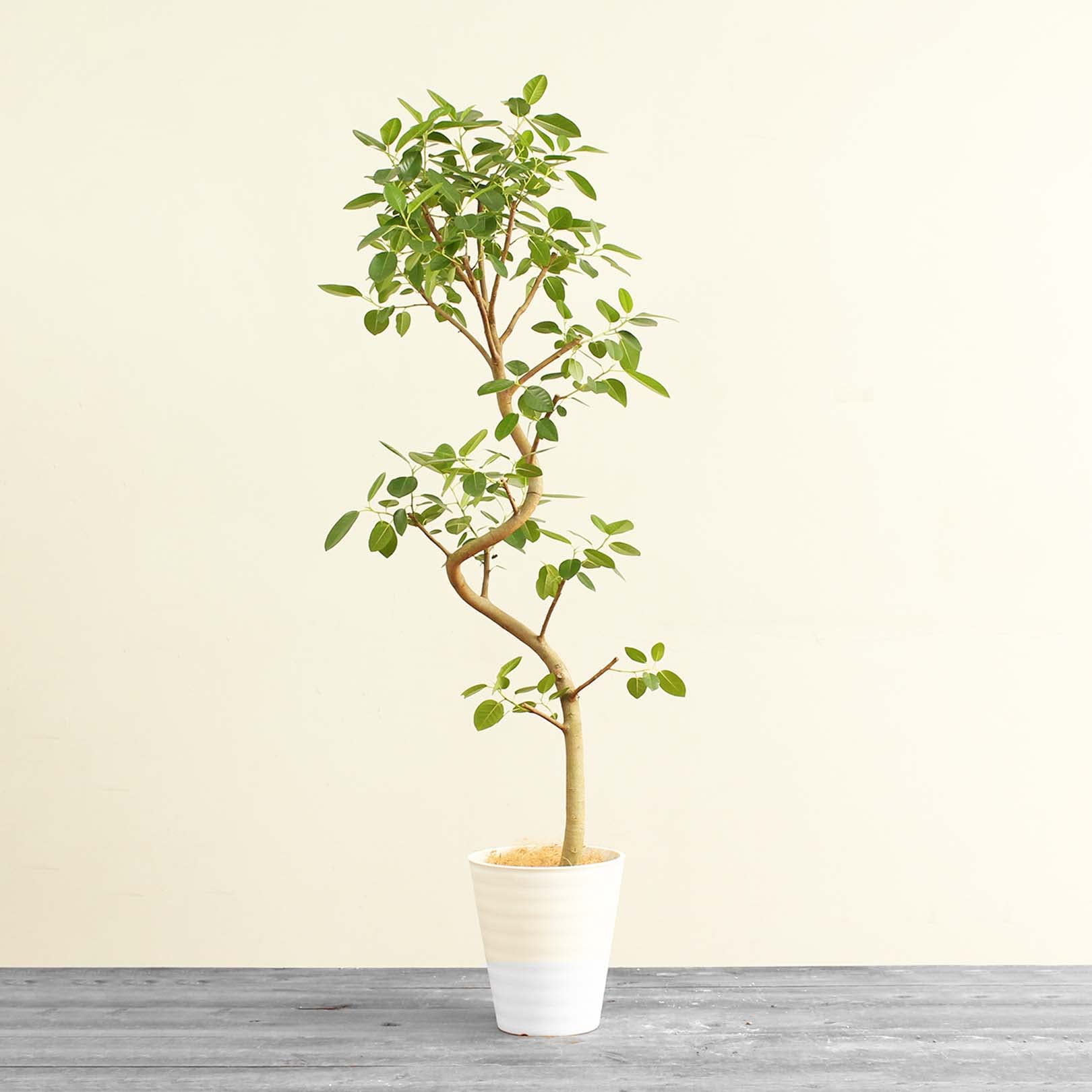 Amazon｜フランスゴムの木 9号 曲がり 受け皿付 【観葉植物 本物