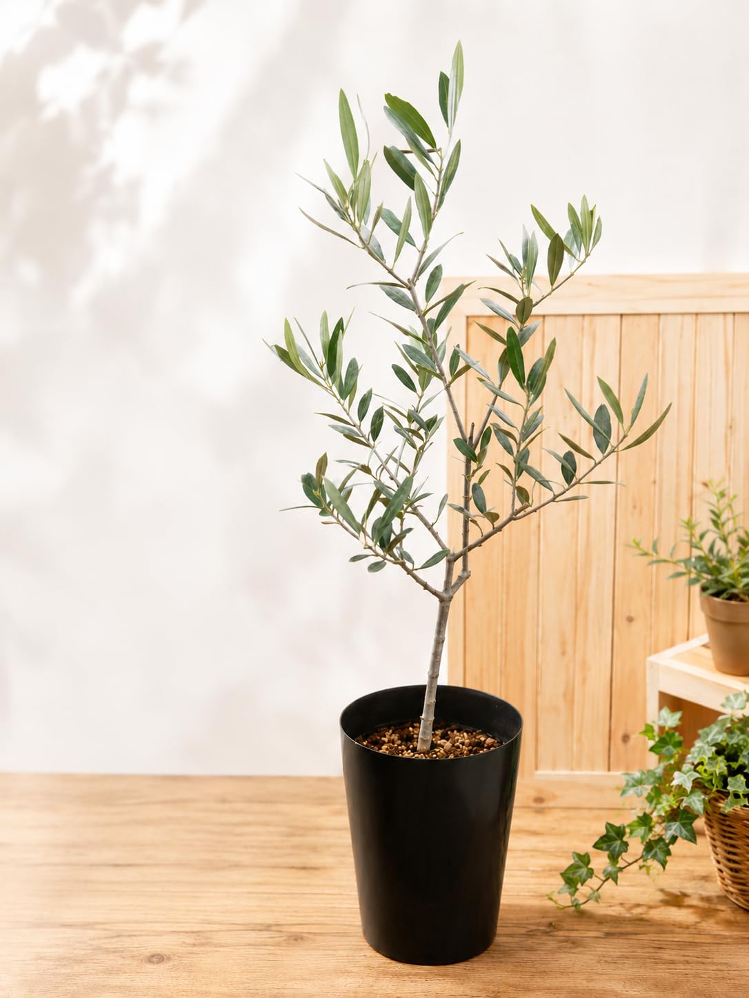 Amazon.co.jp: オリーブの木 3．5号鉢植え チプレッシーノ 特A品