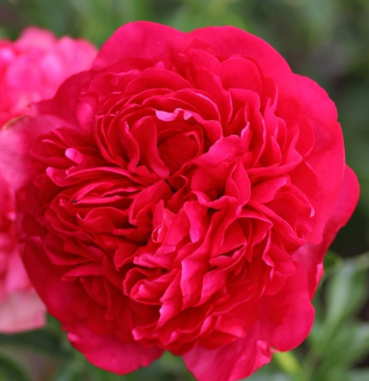 5 Premium Peony Roots for Planting - Great Fall Planting