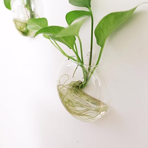 Miniatura 8 de Kingbuy Maceteros de vidrio para colgar en la pared, estación de propagación de globo oblato, jarrones de flores para montar en la pared, perfectos