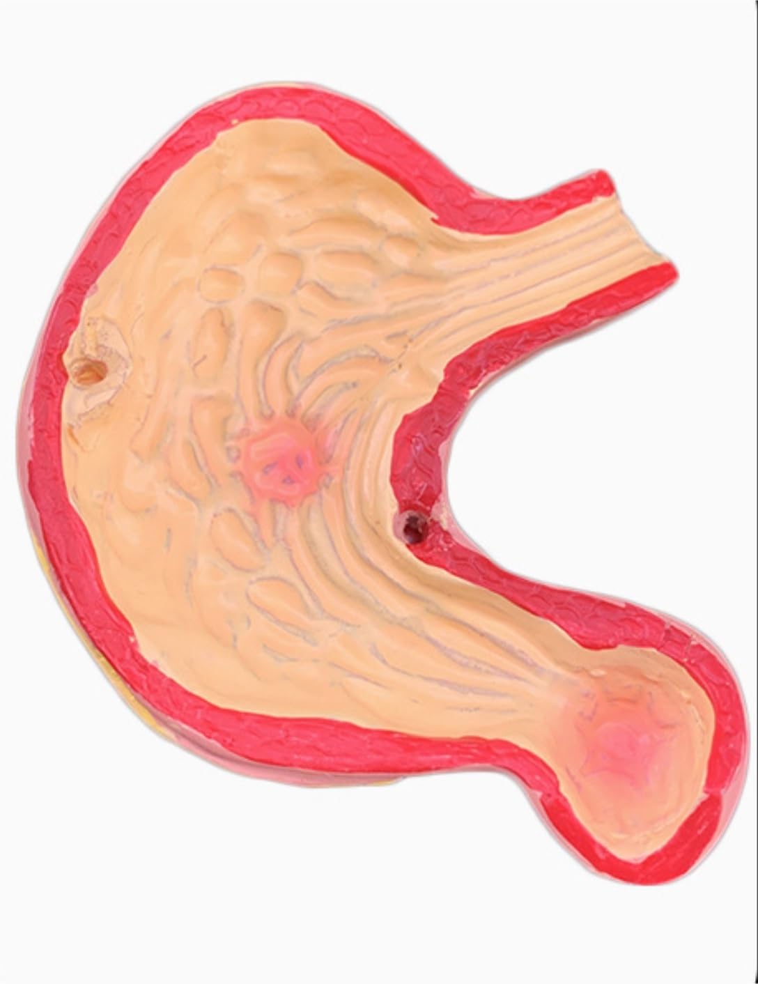 Human Modèle Modèle du Système Digestif des Organes Humains, D'anatomie Duodénum, ​​enseignement Médical, Anatomique Os Humaines Anatomie