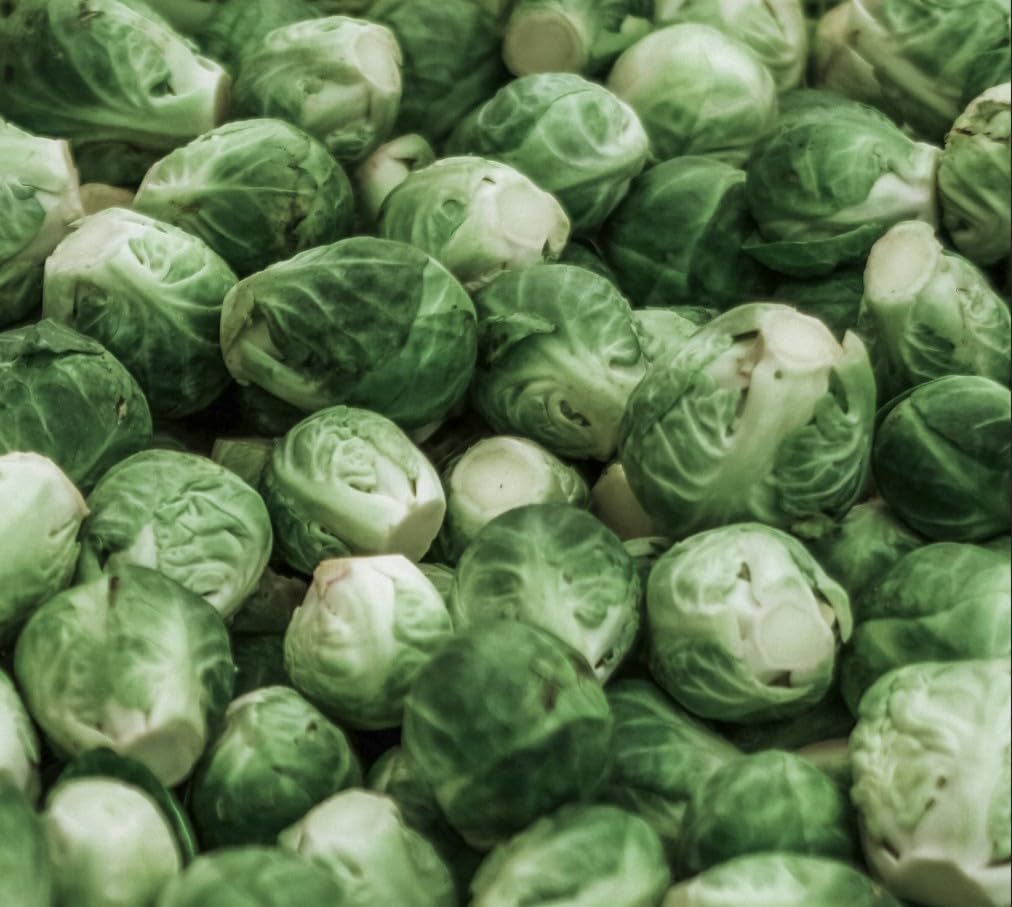 Mr McGregors Brussels Sprout Garden Ready Plug Plants (4 Plants)