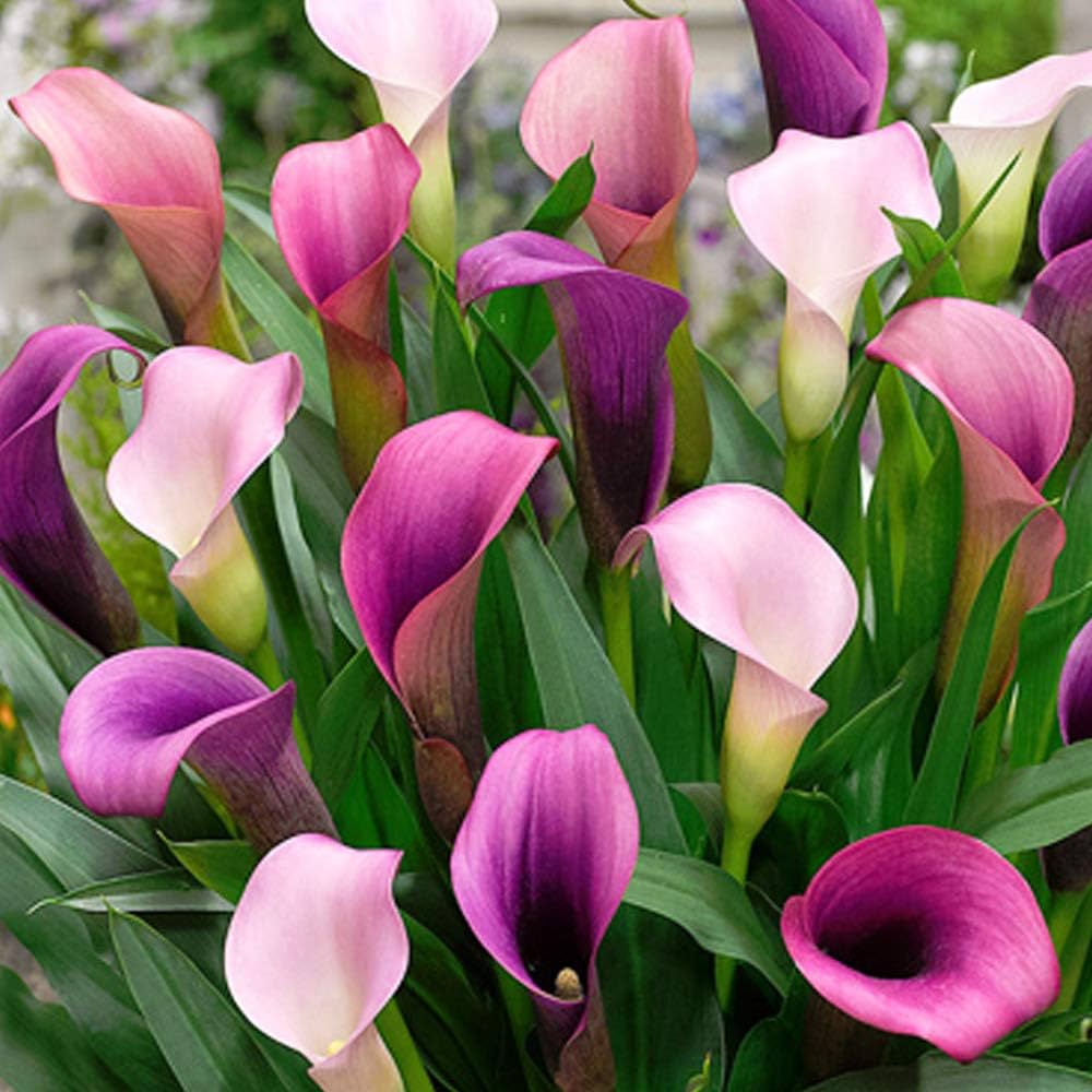 1 x Calla Lily Pasja - Changes from Shades of Deep Purple to