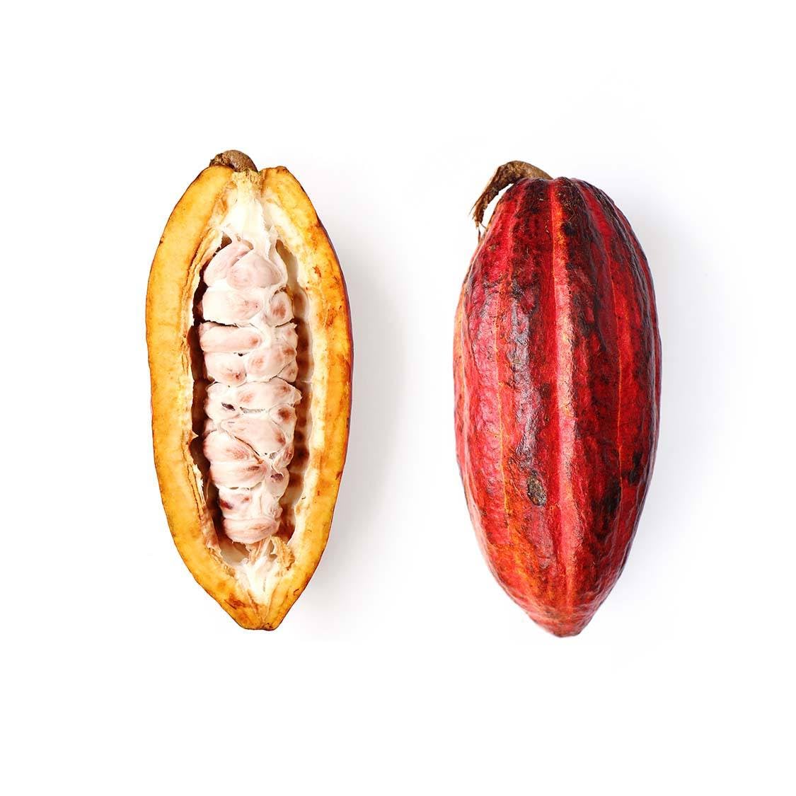 Fresh Cacao Pod Fruit, Raw, Whole, for Chocolate Making, Smoothies, and Baking - Pack of 2 Large Fruit