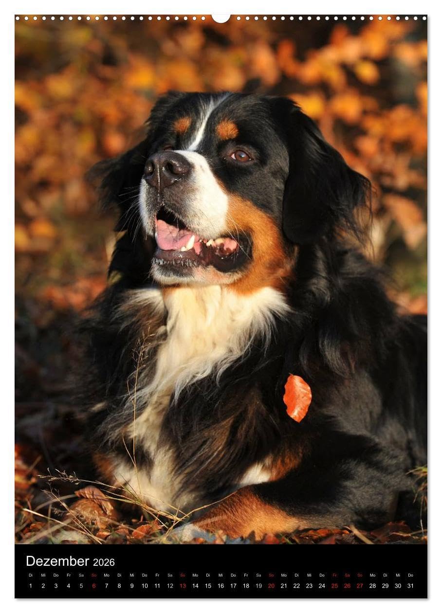 Faszination Berner Sennenhund (hochwertiger Premium Wandkalender 2026 DIN A2 hoch), Kunstdruck in Hochglanz: Auf 13 bezaubernden Fotos begleiten uns Berner Sennenhunde durch das Jahr (CALVENDO Tiere)