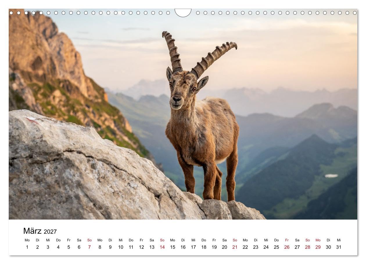 Steinböcke - Eindrückliche Könige der Alpen (Wandkalender 2027 DIN A3 quer), CALVENDO Monatskalender: Stolze Steinböcke in den Schweizer Alpen (CALVENDO Tiere)