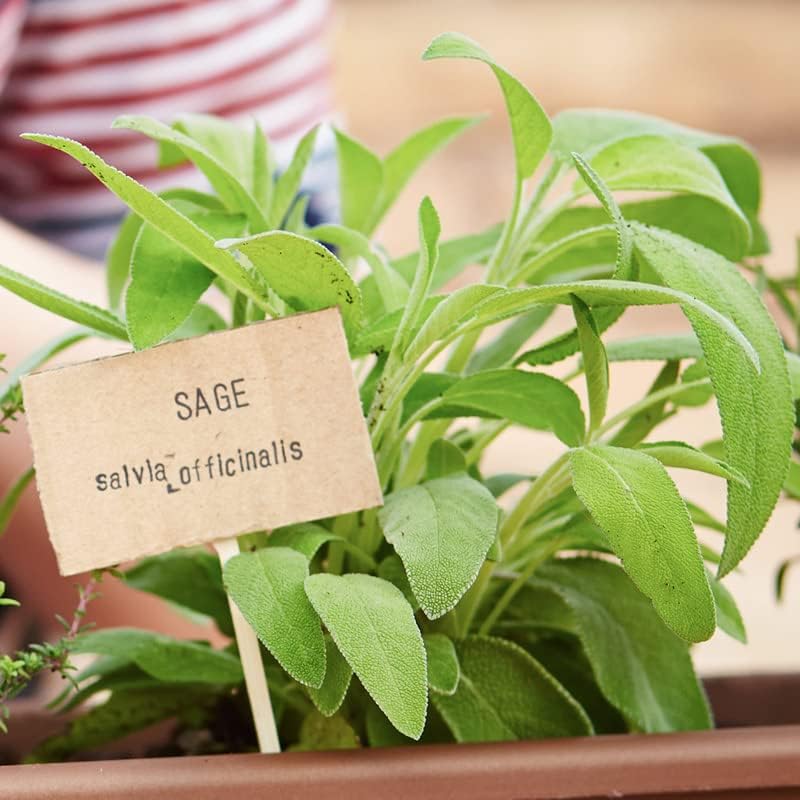 Miniatura 5 de Salvia-hoja ancha (150 semillas)