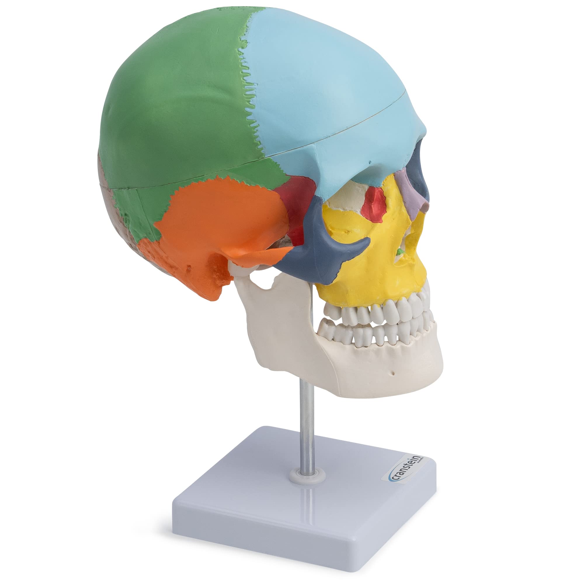 Cranstein A-247 anatomischer Schädel auf Stativ | didaktisch bemalt | Medizin Studium und Ausbildung | Schädel Anatomie Modell | Schädel Modell | bunt
